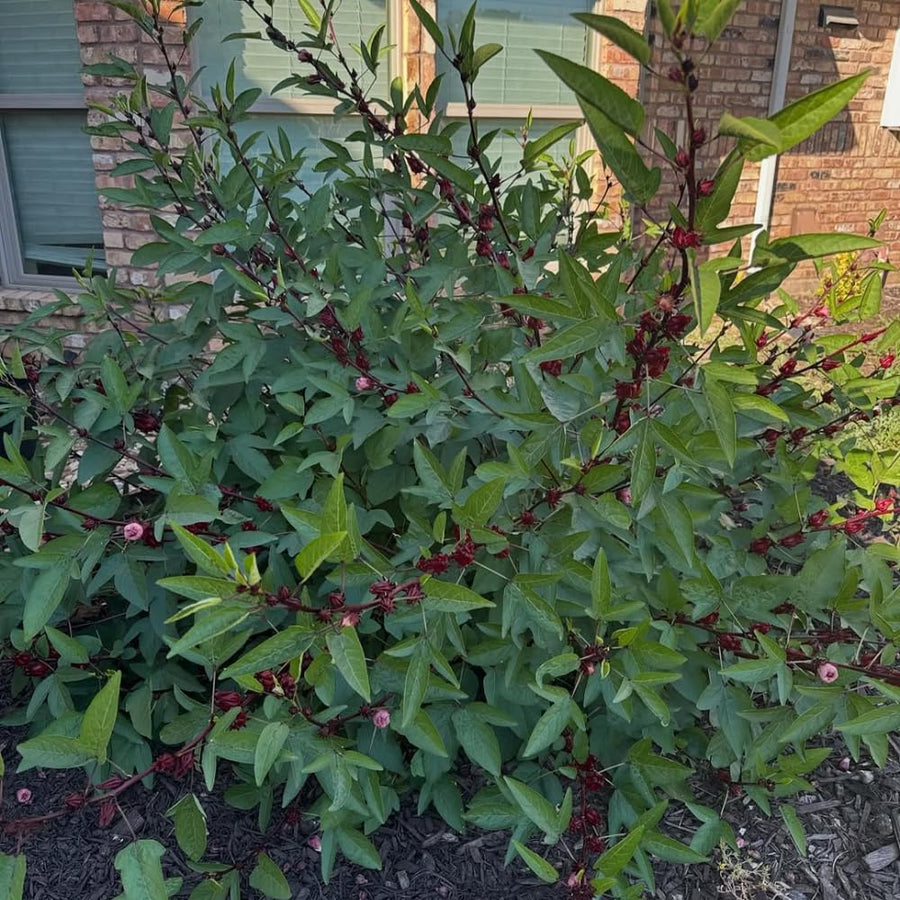 Set 50 Roselle Seeds, Roselle Hibiscus Seeds, Red Hibiscus for Outdoor Gardening