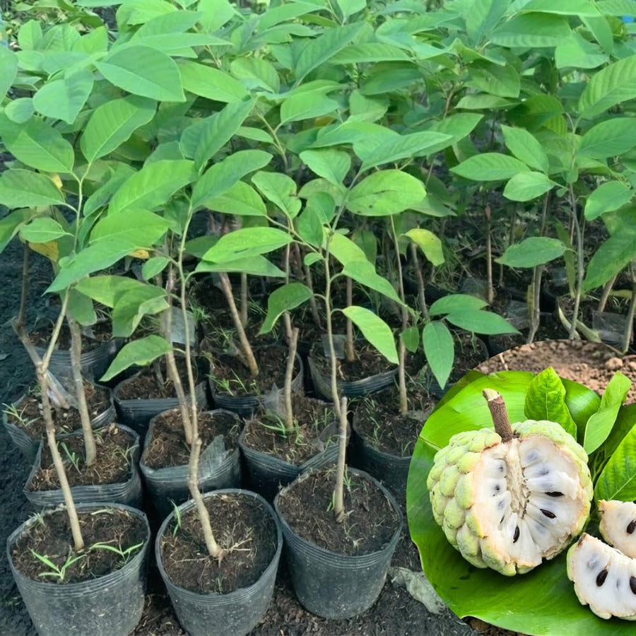 Sugar Apple Live Plant, 6-8'' Tall, Sweet Sugar Apple Tree in 3 Inch Pot, Annona Squamosa Sugar Apple Fruit Tree Live Plant