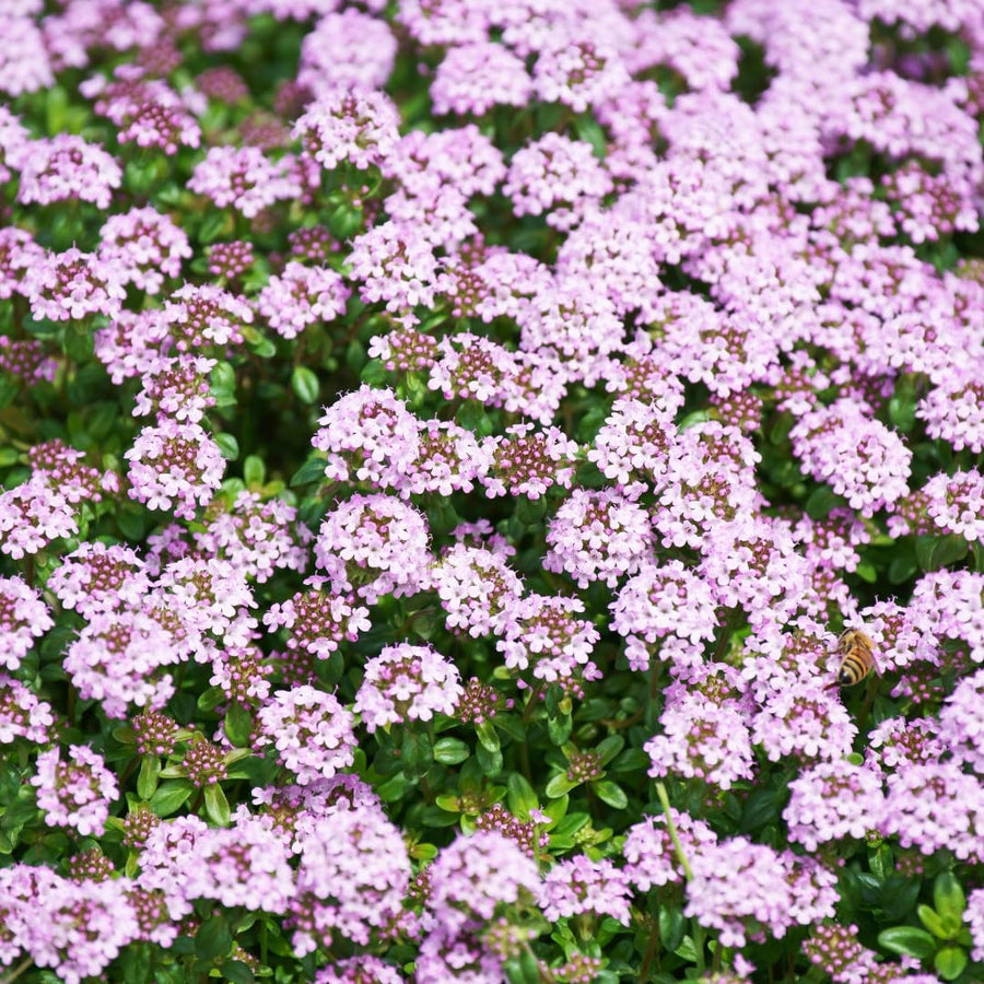 Pack of 25000 Dwarf Creeping Thyme Seeds, Ground Cover for Planting, Thyme Seeds for Garden Borders and Rock Gardens
