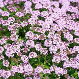 Pack of 25000 Dwarf Creeping Thyme Seeds, Ground Cover for Planting, Thyme Seeds for Garden Borders and Rock Gardens