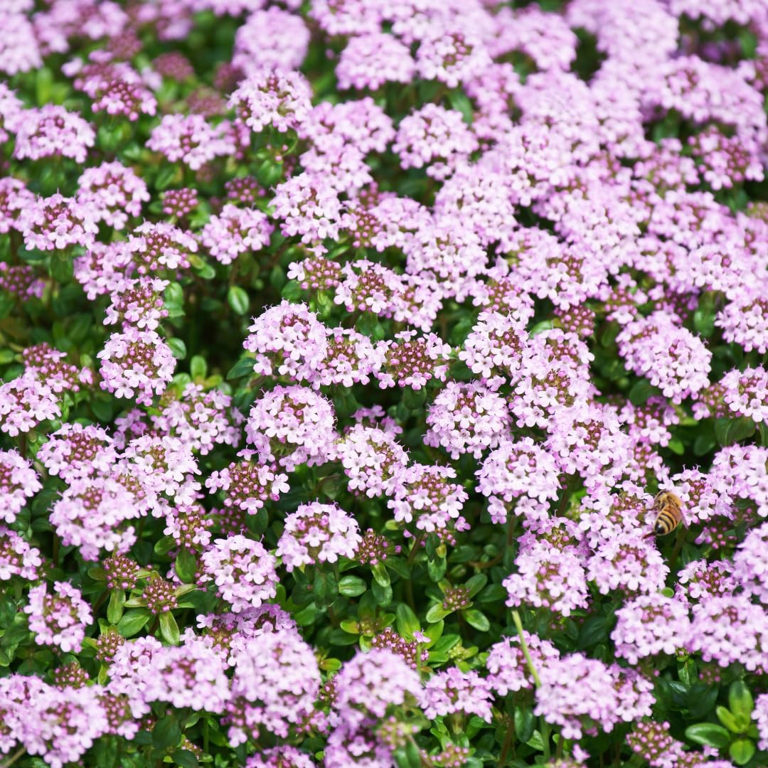 Pack of 25000 Dwarf Creeping Thyme Seeds, Ground Cover for Planting, Thyme Seeds for Garden Borders and Rock Gardens