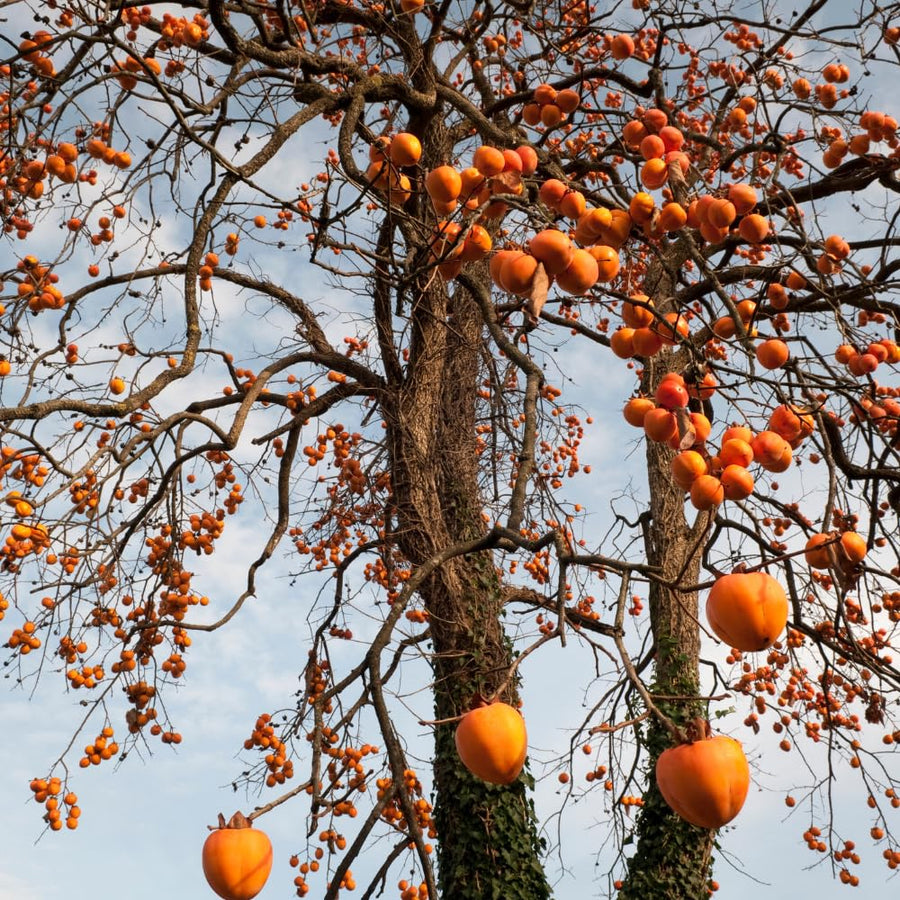 Persimmon Tree Live Plant, Hardy Persimmon Fruit, 6-12 Inches Tall, Outdoor Planting