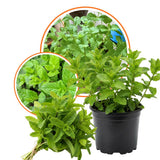 Live Mint Plant in 3.5'' Pot, Herb Plants for Planting Indoor Outdoor, Fragrant, Hardy, Perennial Herbs (Spearmint)