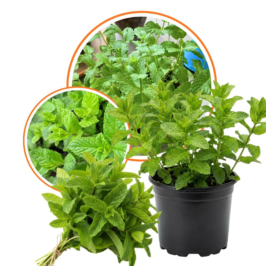 Live Mint Plant in 3.5'' Pot, Herb Plants for Planting Indoor Outdoor, Fragrant, Hardy, Perennial Herbs (Spearmint)
