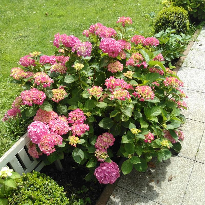 Pink Hydrangea Plant, 5 to 7 Inch Tall Hydrangea Plants Live, Without Pot, Change Color Flowers Hydrangeas Bush Plant Outdoor Shade Garden, Colorful Flowers