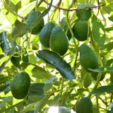 Avocado Plant Live, HASS Avocado Tree, 15-20 Inc Tall, 1 Year Old Fruit Tree for Backyard and Outdoor Garden