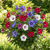 Set 5 Rose of Sharon Bare Roots Plant, Assorted Rose of Sharon Tree Live Plant, 1-2 Feet Tall Bare Roots, Hardy Althea Flowers for Indoor Outdoor Planting