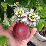 Purple Passion Fruit Plant Live, 10-12 Inches Tall in 4 Inch Pot, Passiflora Tropical Vine for Outdoor Growing, Passionfruit Seedling