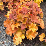 Set 2 Heuchera Bushes Live Plants, Live Perennial Coral Bells for Planting, 4 to 8 Inches - Red Orange