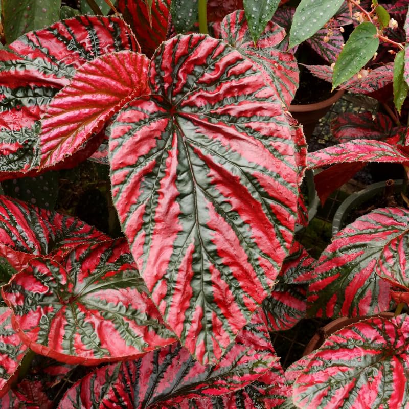 Combo 4 Begonias Houseplant Live Indoor, Red Begonia Maculata Live Plant, Begonias Live Plants Outdoor, 4 to 8 Inc Tall