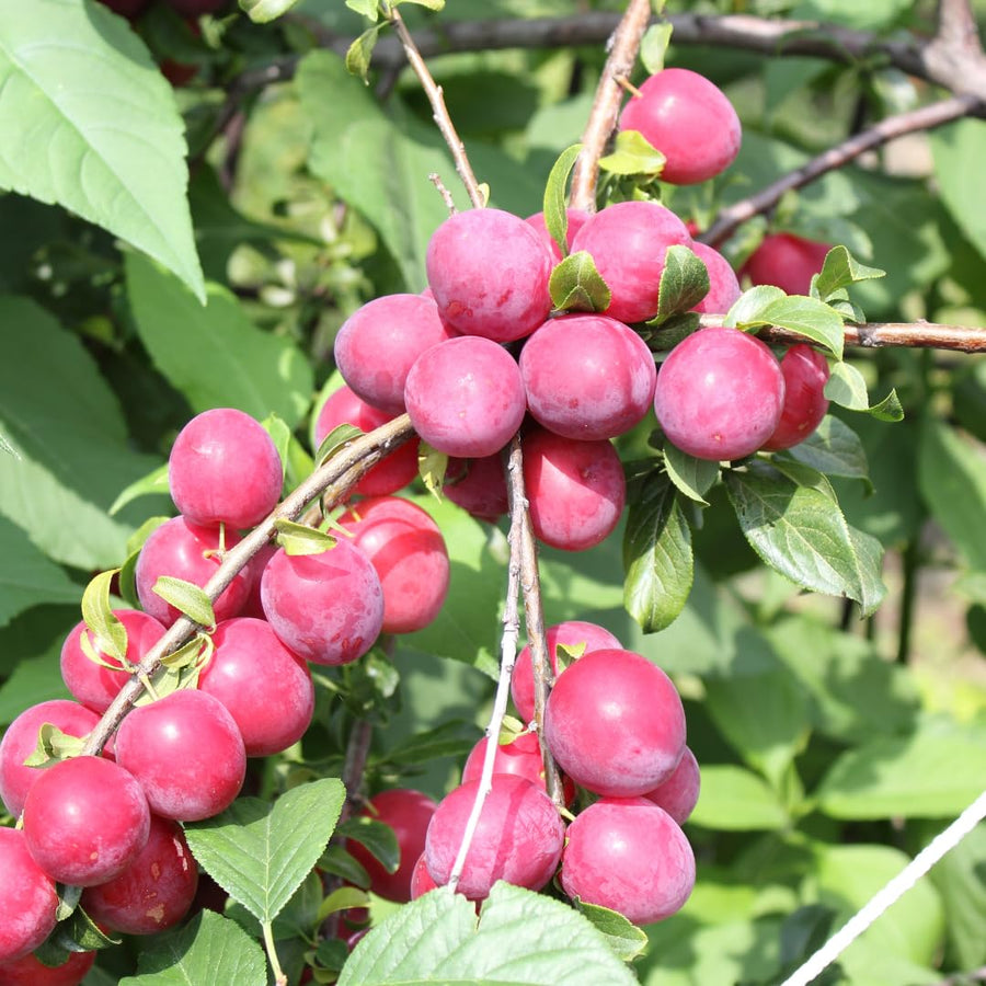 Set of 24 Live Plum Cuttings, for Planting, Sweet Edible Fruit Rooted Cuttings, Ready to Grow, Suitable for Outdoor Garden