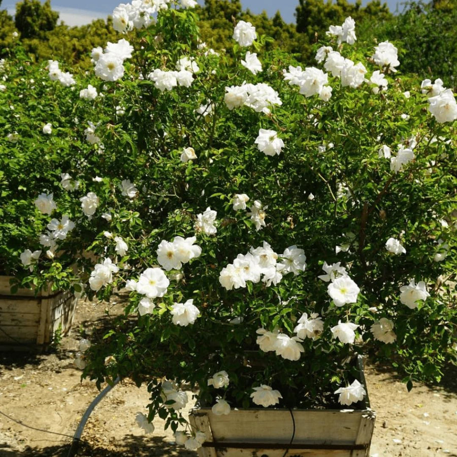 Climbing Roses Live Plants, Fragrant Climber Rose for Garden, 4 to 10 Inches Tall, Hybrid Tea Roses Bushes, Establish Root, Cut Back (White)