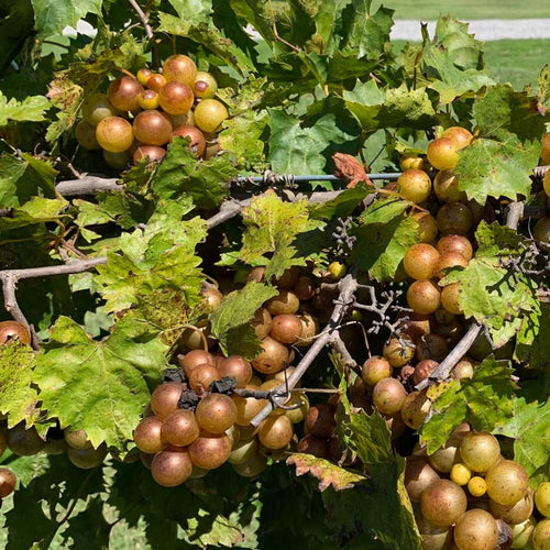 Seedless Grape Vines Trees Live Plants, Well-Rooted 1 to 2 Years Old, Grapes Plant Live for Outdoor Planting, Zones 3-9 (Bronze Muscadine)