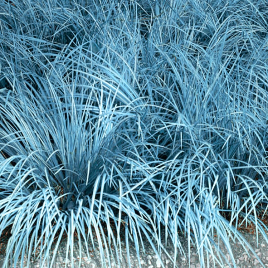 2 Blue Fescue Grass Live Plant in 4" Pot, Oranmental Grass for Home Decor Indoor Outdoor