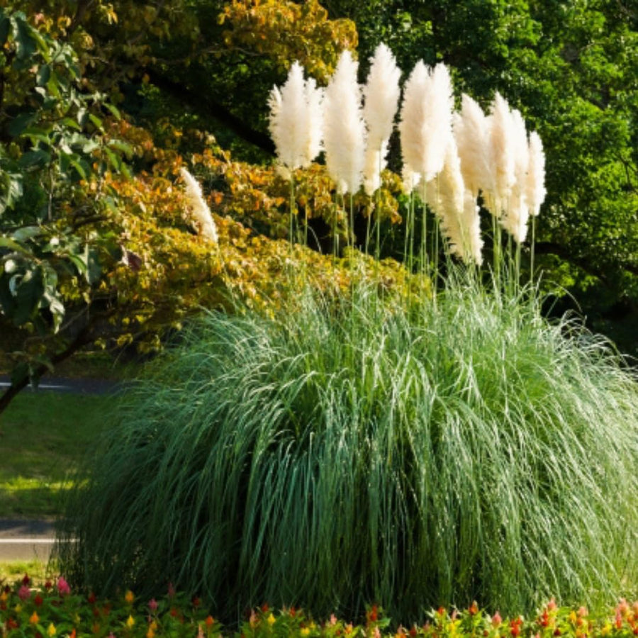 3 White Pampas Grass Plants Live, Live Pampas Grass Plant Ornamental Grass Plant Perennial, from 4 Inc to 7 Inc Tall