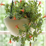 Cotyledon Pendens Succulent Live Plant Potted, Trailing Succulent Rare House Plant for Home Office Decoration, Indoor Outdoor Growing, 2" Pot, Starter Plants