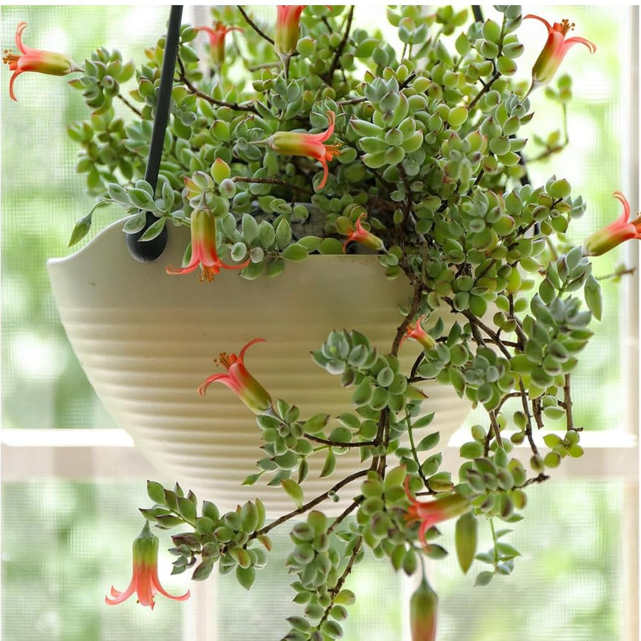 Cotyledon Pendens Succulent Live Plant Potted, Trailing Succulent Rare House Plant for Home Office Decoration, Indoor Outdoor Growing, 2" Pot, Starter Plants