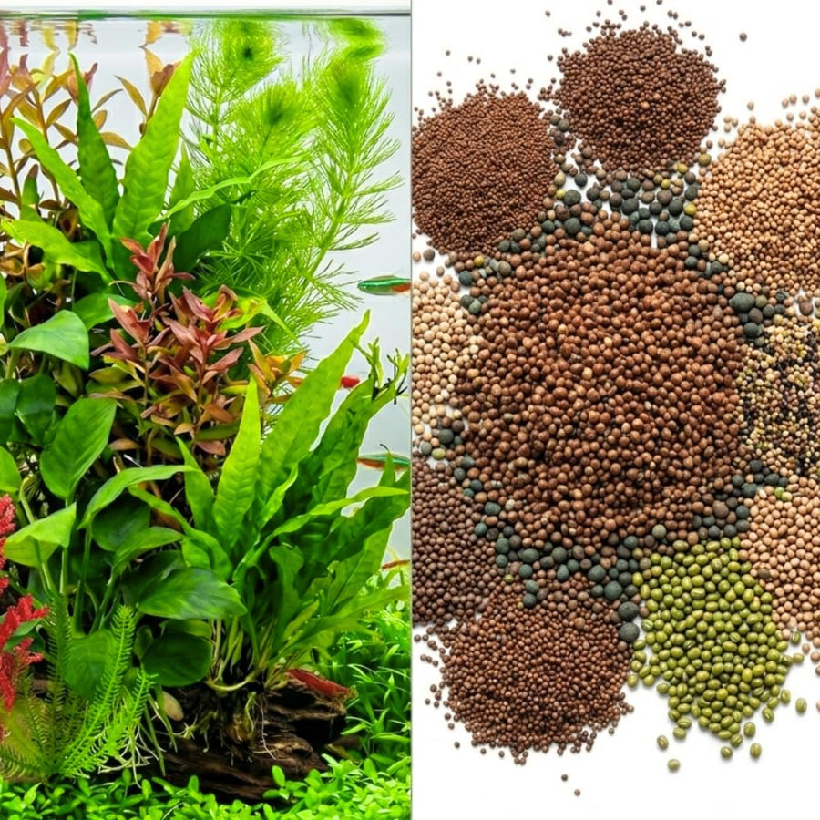100 Aquarium Grass Seeds for Planting, Aquatic Plant Seeds Live Aquarium Plants, Aquarium Grass Plants