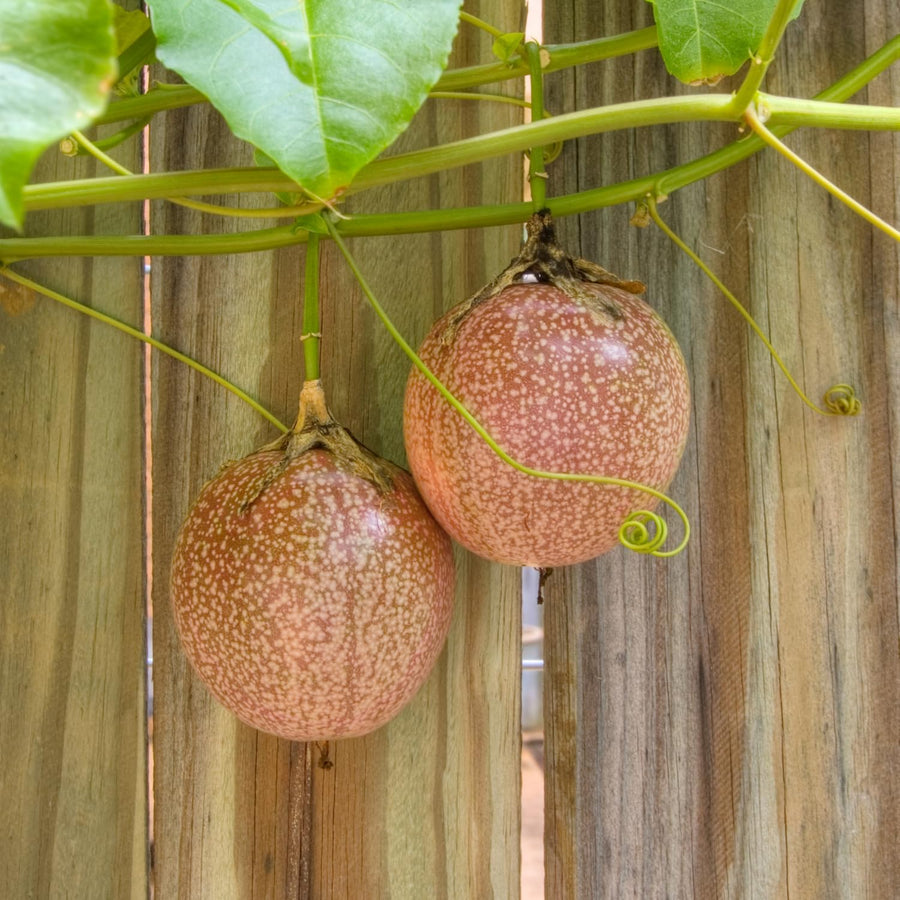 Purple Passion Fruit Plant, 6-8 Tall Passiflora Plants in 4 Inch Pot, Tropical Passion Fruit Vine for Outdoor Growing, Passionfruit Seedling