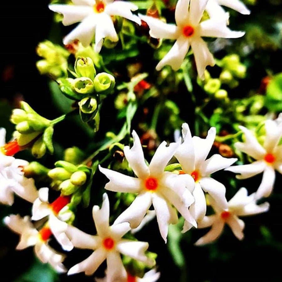 Half Gallon Live Jasmine Tree Plant, Night Flowering Parijat Nyctanthes Tree Live Plant for Growing, Fragrant