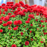Red Chrysanthemum Plants Live Tree Well Rooted, 4 to 6 Inches Tall, Mums Plants Live, Live Chrysanthemum Flower Plants, 2 Plants for The Patio and Garden
