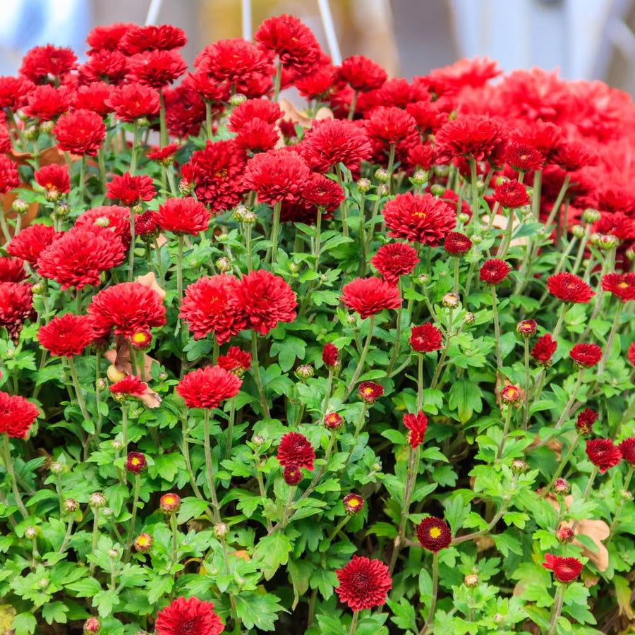 Red Chrysanthemum Plants Live Tree Well Rooted, 4 to 6 Inches Tall, Mums Plants Live, Live Chrysanthemum Flower Plants, 2 Plants for The Patio and Garden