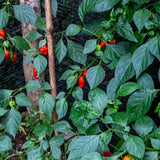 Carolina Reaper Live Pepper Plant, 4 Inch Pot, 3-6 Inch Tall Plant, Super Hot Chili Pepper for Home Gardens, Vegetable Growing and Harvesting