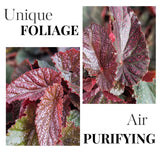 Begonia Live Plant Outdoor, Can Grow As Weeping Begonia, Fast-Growing, Easy-Care Flowering Plant for Gardens Containers, 5-9” Tall, No Pot, Begonia Maculata Plants (Pink Polka Dot)
