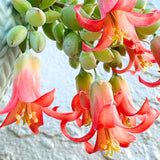 Cotyledon Pendens Live Plant, Rare Trailing Succulent in 2" Pot, Hanging Succulent for Indoor Outdoor Planters