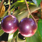 Star Apple Tree Live Plant, Purple Star Apple Plant Live, 1 Gallon Pot, 2-3 Feet Tropical Fruit Tree