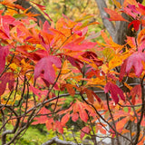 Set of 2 Sassafras Seedlings Plant, 12-18" Tall, Sassafras Live Trees for Outdoor Planting, Bare Root in Winter