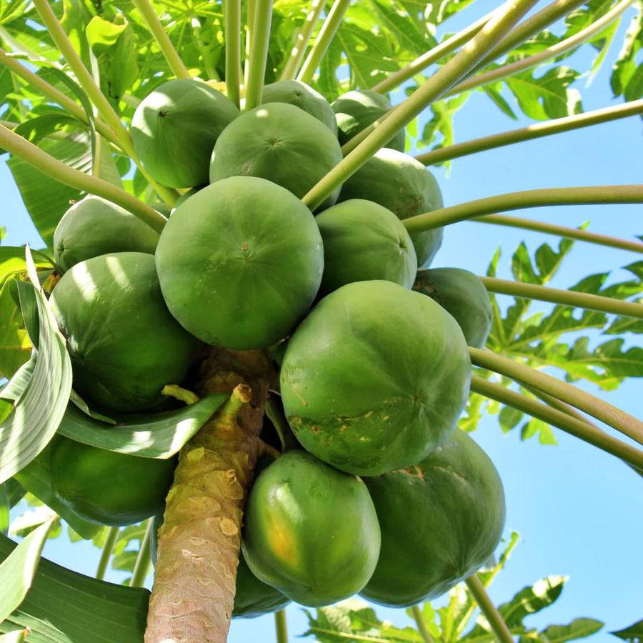 Papaya Tree Plant Live for Planting, Papaya Fruit Plant, 4 to 6 Inches Tall, Tropical Fruit Tree for Outdoor Growing and Container Gardening