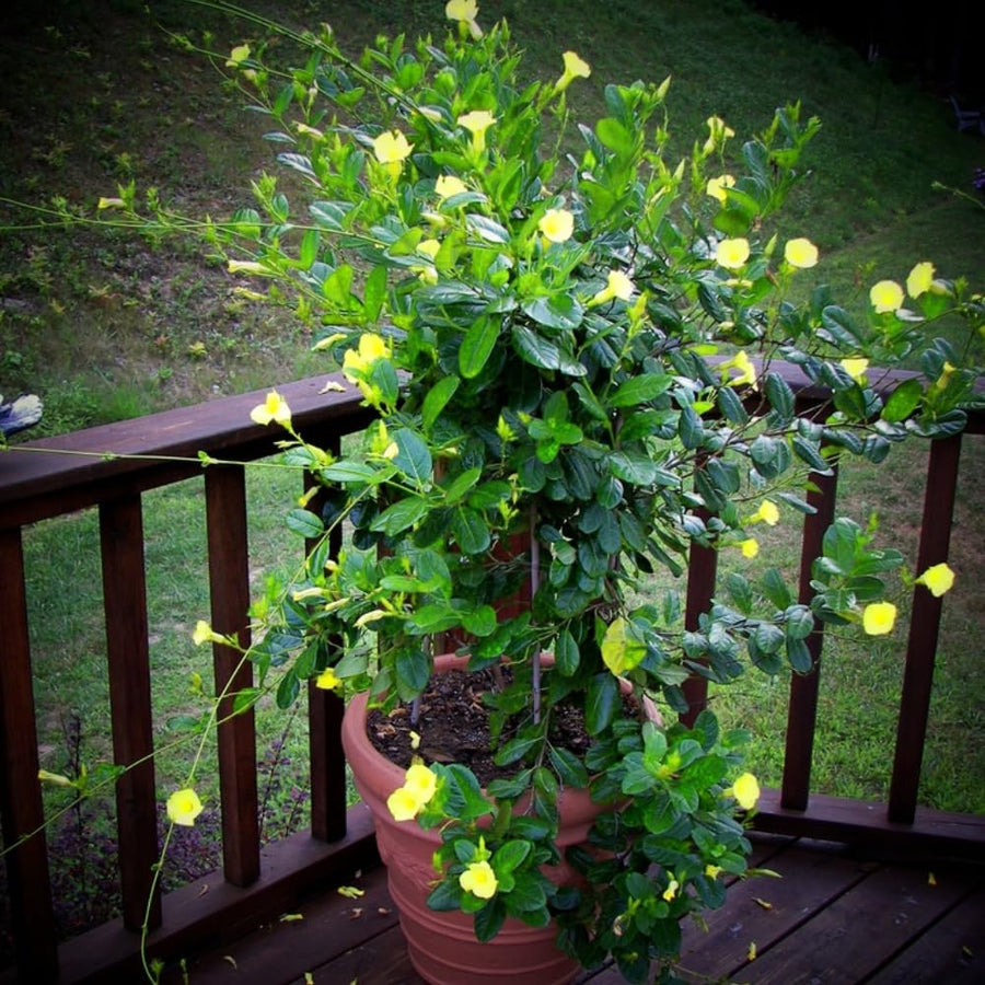 Yellow Mandevilla Live Plants Vine, Set 2 Plants, Live Mandevilla Flower Plants Gardening Indoor Planting Outdoor