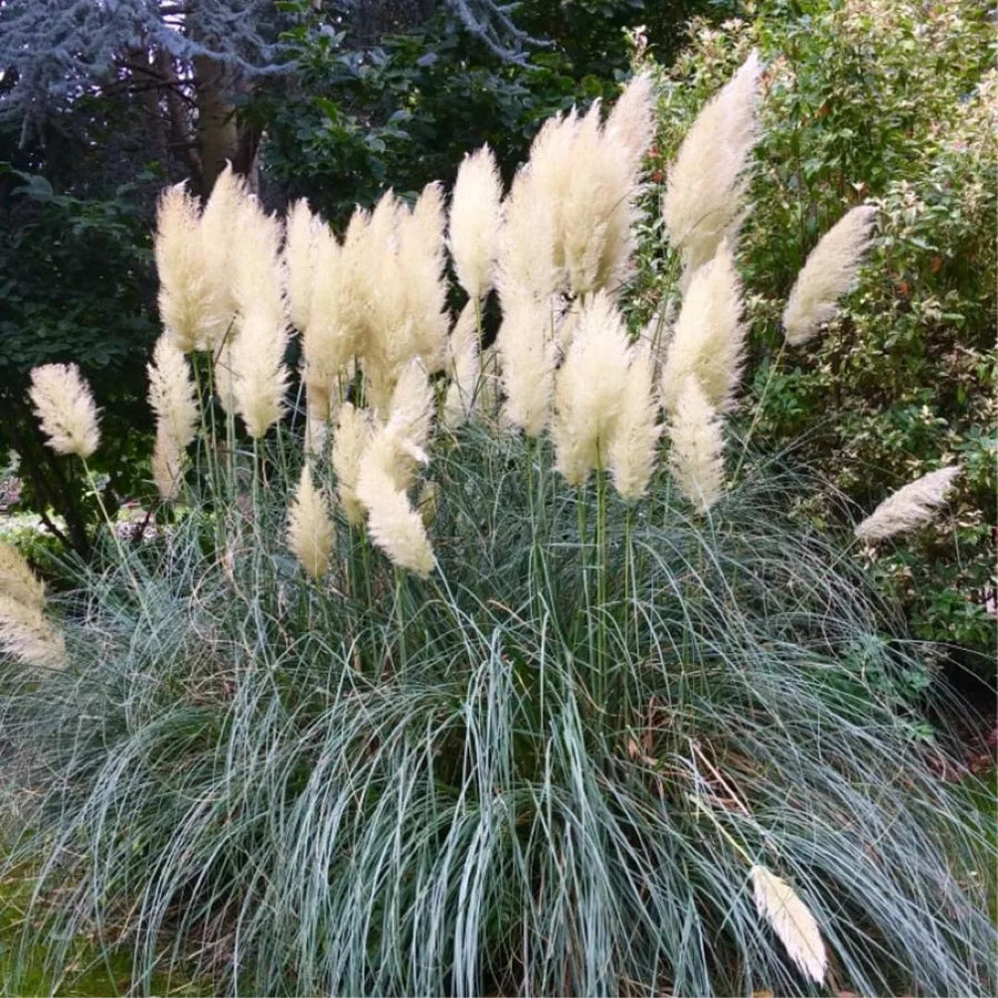3 White Pampas Grass Plants Live, Live Pampas Grass Plant Ornamental Grass Plant Perennial, from 4 Inc to 7 Inc Tall