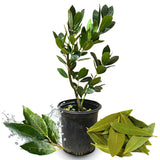 1 Year Old Bay Leaf Tree Live Plant Well-Rooted, 6-10" Tall, Sweet Bay Laurel Laurus Nobilis Plant for Outdoor Indoor Planting Herb
