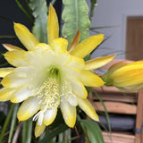 2 Yellow Epiphyllum Orchid Cactus Live Plants, 6-8" in Tall Succulent for Indoor Outdoor Home Decor, Cold Hardy, Spring Planting