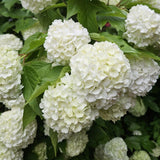 Old Snowball Viburnum Live Plants, 6-12 Inch Tall Viburnum Plant in 4 inch Pot, Perennial Hardy Flower Plant for Garden, Patio and Landscape