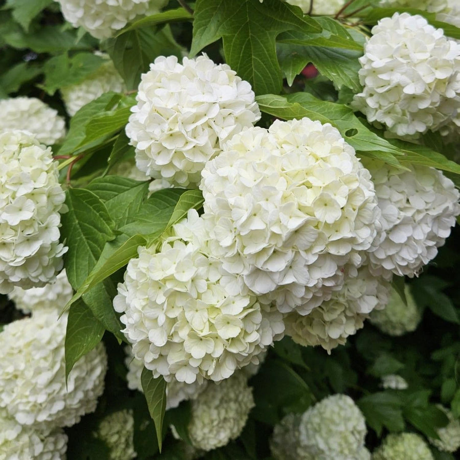 Old Snowball Viburnum Live Plants, 6-12 Inch Tall Viburnum Plant in 4 inch Pot, Perennial Hardy Flower Plant for Garden, Patio and Landscape