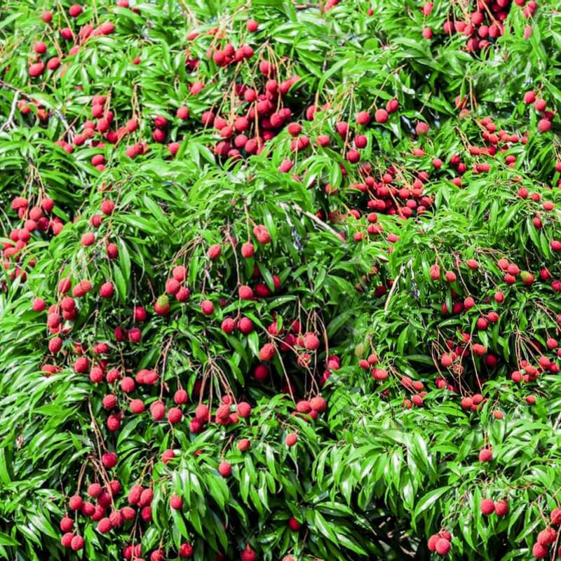 Sweet Lychee Tree Live Plant, in Half Gallon Pot, 10-12 Inc Tall, Lychee Plant Live, Tropical Litchi Fruit Tree