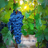 Grape Vine Plant Live for Planting Outdoor, Cold Hardy Grape Plant Live 1-2 Years Old, Well-Rooted Fruit Vine for Garden or Trellis (Blue Grape)