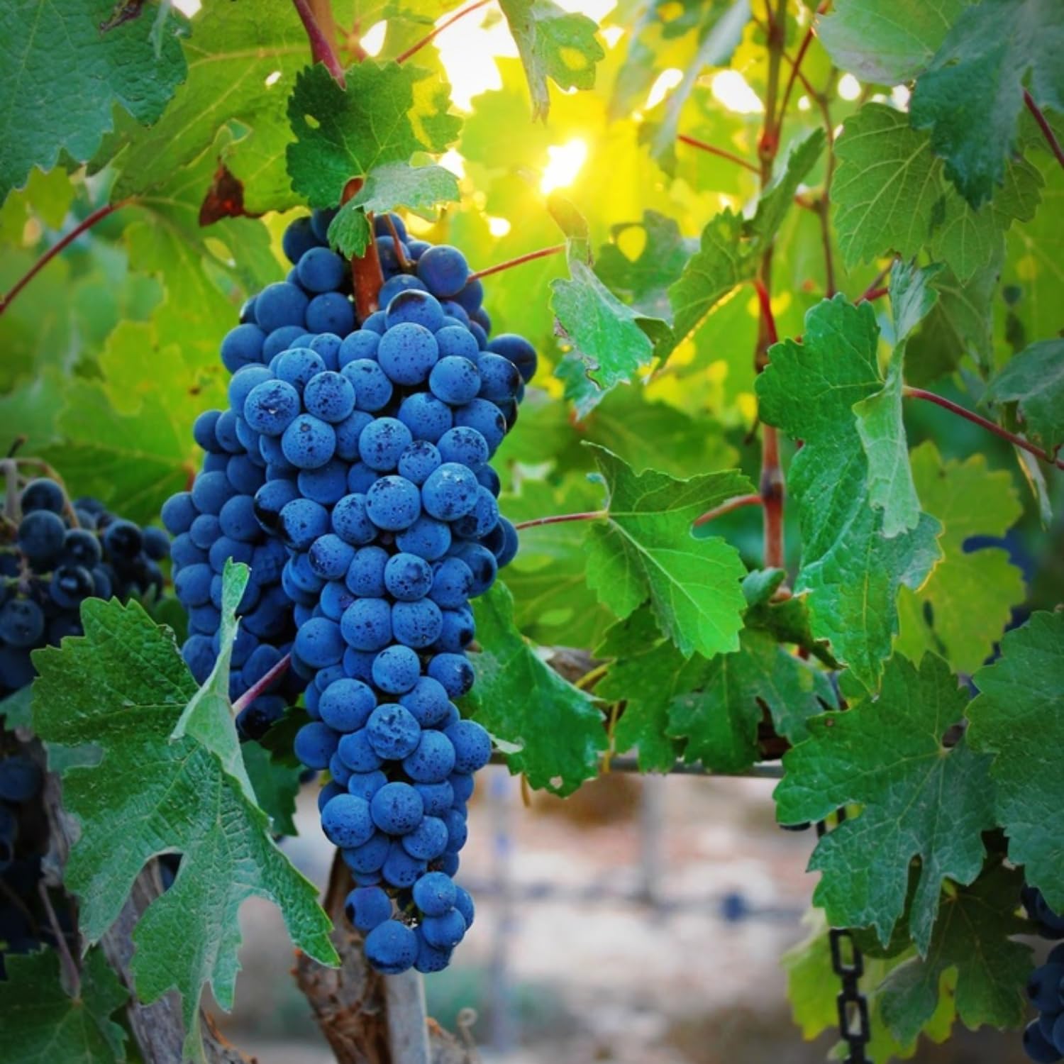 Grape Vine Plant Live for Planting Outdoor, Cold Hardy Grape Plant Live 1-2 Years Old, Well-Rooted Fruit Vine for Garden or Trellis (Blue Grape)