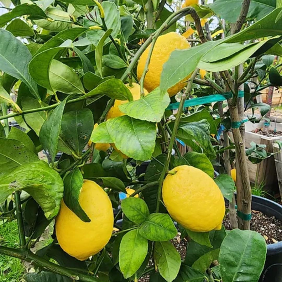Meyer Yellow Lemon Tree Live Plant, Starter Seedling 2-3" Tall Citrus Tree, Hardy Yellow Lemon Fruit Tree for Outdoor Planting