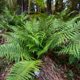 Set 10 Cinnamon Fern Rhizomes, Ferns Starter Roots, Perennial Fern Plants, Ready to Grow