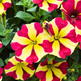 2 Petunia Live Plants, Queen of Hearts Petunia Flowers, Live Petunias Plants Outdoor Indoor, 5-9 Inch Tall