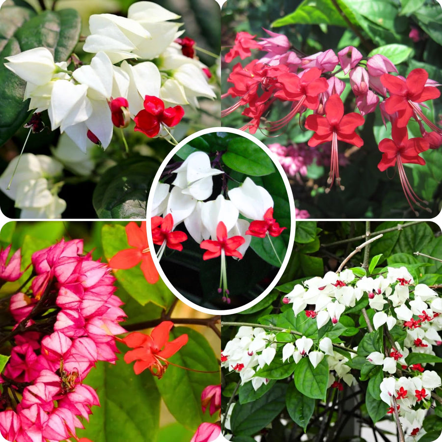 2 Clerodendrum Plants Live 5-9 Inc Tall - Great for Beautifying Indoor and Outdoor Spaces - Trailing Light Bulb Flowering Vine (Mixed Bleeding Heart)