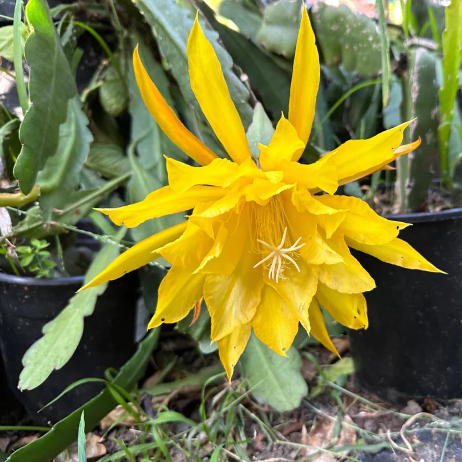 Epiphyllum Orchid Cactus Live Plant, 2 Plants Per Pot, Blooming Orchid Cactus for Indoor or Outdoor Growing (Yellow Epiphyllum)