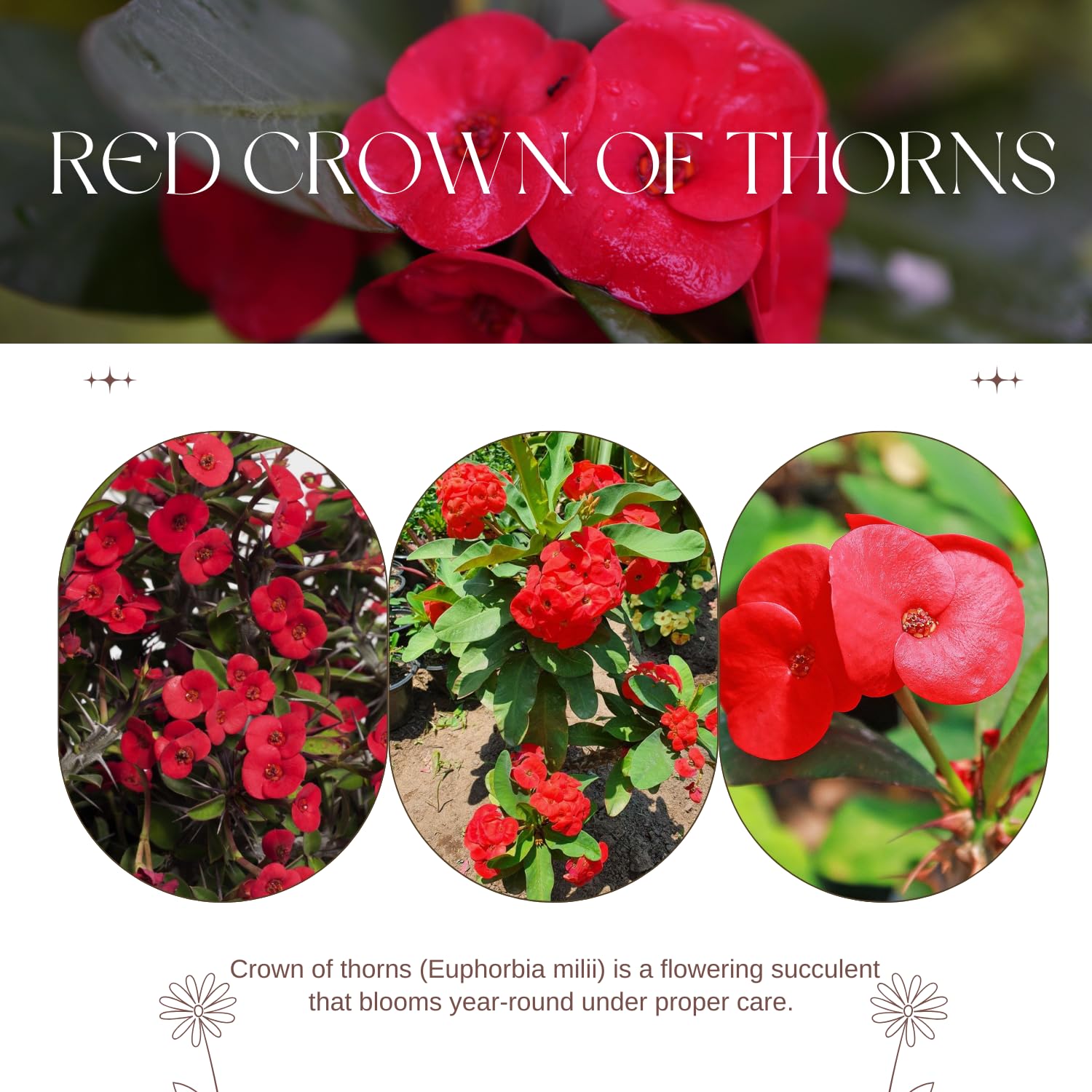 Crown of Thorns Live Plant, Red Euphorbia Milii Plant, 4 Inches Pot, Hardy Crown of Thorns Succulent for Outdoor Garden (Red)