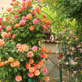 Red Yellow Orange Climbing Rose Live Plant, Fragrant Rose Bush Ready to Plants, Zone 5 to 9, Size 5 to 7 Inches and Bare Root