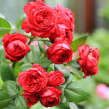 2 Rose Plants Live, Rose Bush Live Plants, Fragrant Rose Flowers, Well Rooted 5-10 Inch Tall, No Pot (Red Rose Plant)