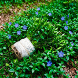 Pack of 25 Vinca Plants, Vinca Minor Ground Cover Plants, 6-8 Inc Tall, Periwinkle Plant Live for Outdoor Garden